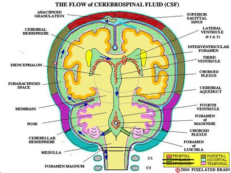 Pixelated Brain The Flow Of Cerebrospinal Fluid