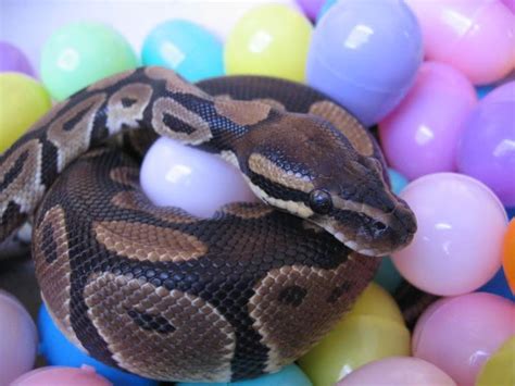The Best Pet Snake for a Beginner… | Pet snake, Snake ...