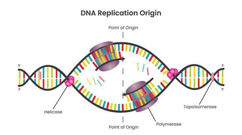 Understanding The Dna Replication Bubble Diagram An In Depth Analysis