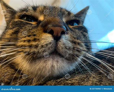 Closeup Shot Of A Funny Tabby Cat Face Stock Image Image Of Mammal