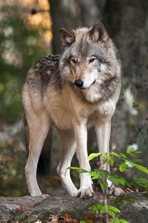 Pinterest Wolf Love Wolf Husky Wolf Poses