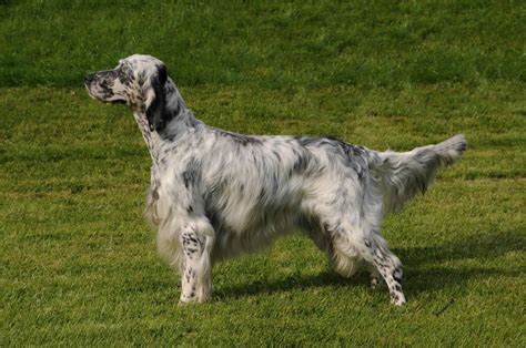 English Setter