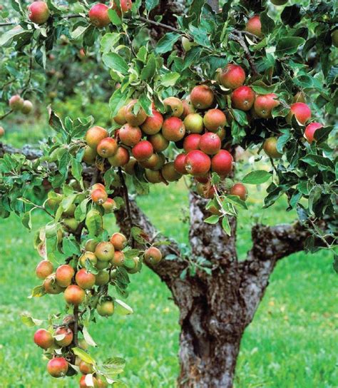 Dwarf Apple Trees Food Garden Ideas Fruit Garden Fruit Tree Garden