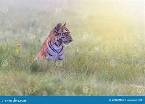 Side View Portrait Of Bengal Tiger Cub Sitting Outdoors Stock Image