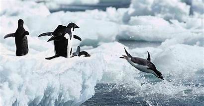 Penguin Facts Awareness Penguins Diving Water Into