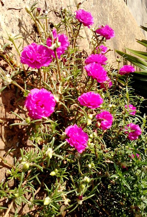 Garden Care Simplified Vibrant Chinese Rose Plant Growing Tips And