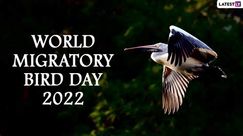 Festivals And Events News All About World Migratory Bird Day 2022 Date