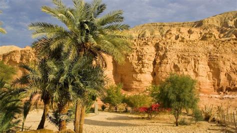 Oasis With Palm Trees In The Desert Near The Mountains In The Middle Of