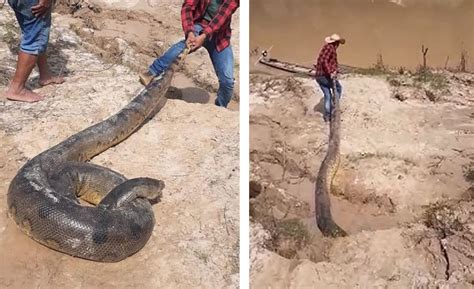 Sucuri de 5 metros aparece em malhadeira de pescadores no Rio Caeté