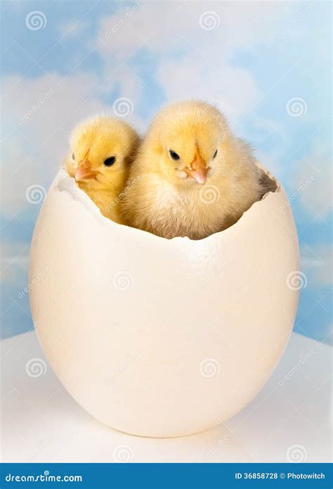 Twin Newborn Easter Chicks Royalty Free Stock Photos Image 36858728