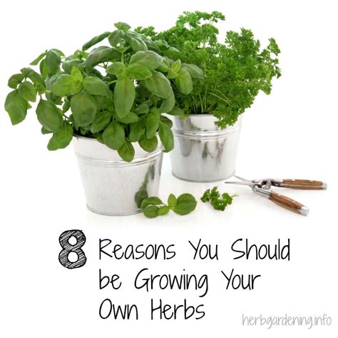 8 Reasons You Should Be Growing Your Own Herbs Diy Herb Garden Herbs