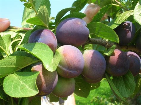 Each different type of tree is divided by the anatomy of the fruit and its morphology. Types of Fruit Trees - Cooperative Extension: Tree Fruits ...