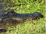 Images of Alligator Park Florida Everglades