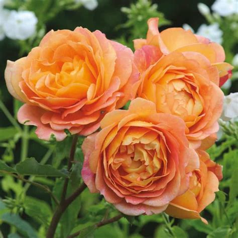 Lady Of Shalott 3ft 90cm Standard Rose Roses Victoria