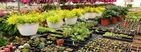 Best Plant Nursery Near Me | Biggest Plant Nursery At Your ...