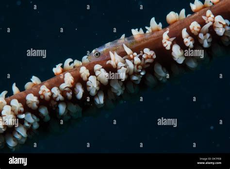 Whip Coral Goby Fish Stock Photo Alamy