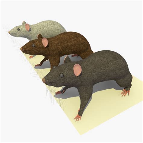 3d Model Of 3 Rats Animations
