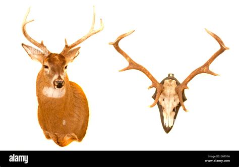 Different Antlers Stock Photo Alamy