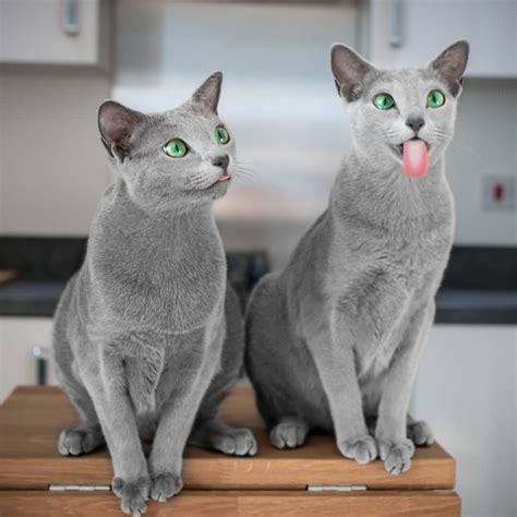 Xafi And Auri Are Two Russian Blue Cat Sisters With Mesmerizing Green Eyes