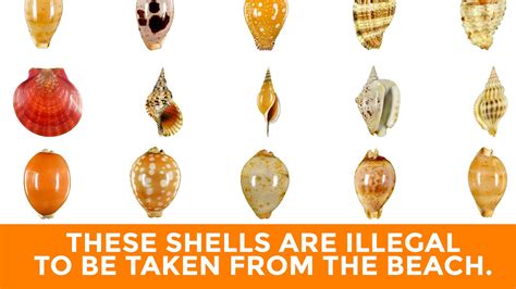 If She Sells Seashells By The Seashore You Might Want To Check If