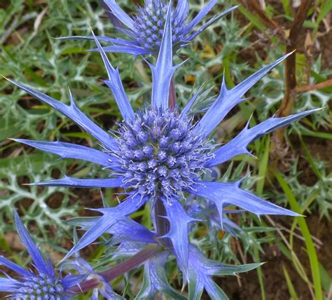 Please visit our shop for more seeds. Eryngium planum | Sea Holly | 20_Seeds at BuyRareSeeds.com ...