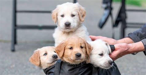 When to vaccinate your puppy. BC rescue group needs homes for 11 orphaned Golden ...