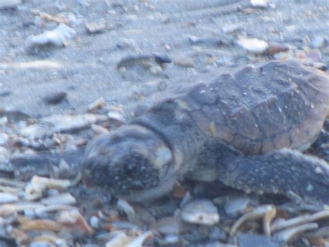 Edisto Beach Sea Turtle Walk