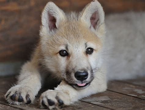 Wolf Puppy Resting Predator Young Pup Hd Wallpaper Peakpx