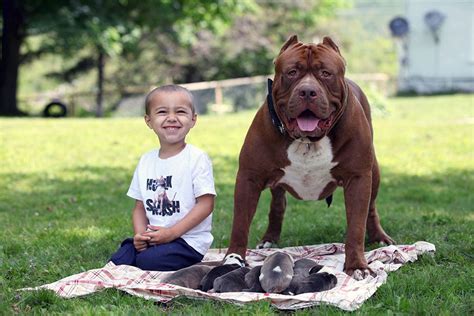 Hulk El Perro Pitbull Más Grande Del Mundo