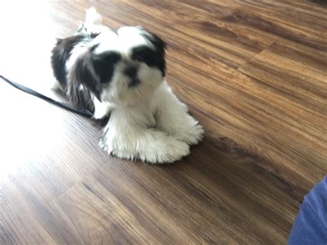 The search tool above returns a list of breeders located nearest to the zip or postal code you. Shih Tzu Puppies For Sale | Milwaukee, WI #225149