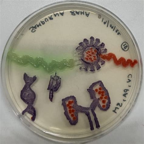 Agar Art Contest Microbiology Society