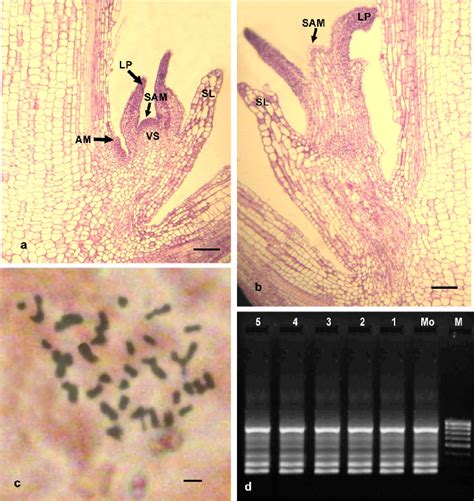 A B Microphotographs Of Longitudinal Section Showing Developmental