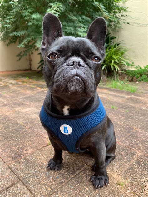 Top French Bulldog Harness Learn More Here Bulldogs