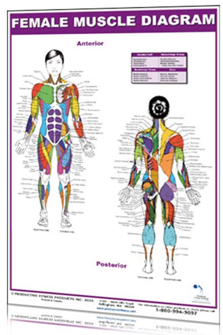 Muscle And Skeletal Anatomy Posters