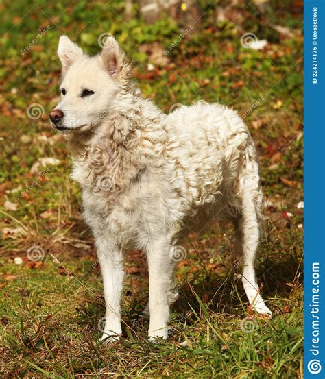 White Hungarian Sheepdog Mudi Outdoor Stock Photo Image Of Breed