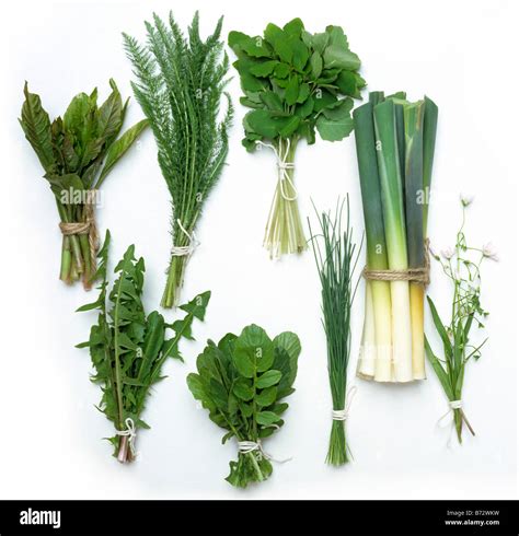 Bunches Of Wild Herbs And Edible Leaves Stock Photo Alamy