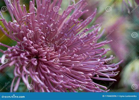 Chrysanthemum Grandiflorum Ramat Maxim Pink Decorative Composition Of