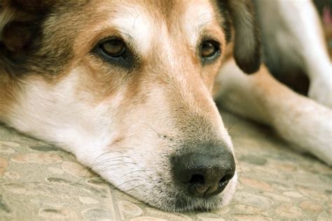 15 Signs Your Dog Is Dying How To Know When Your Dog Is Ready To Go