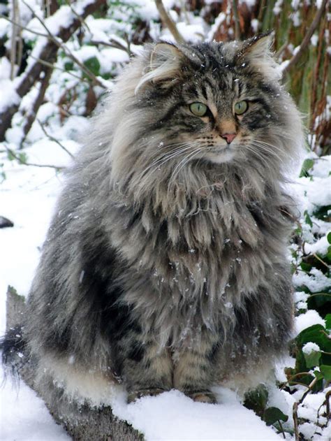 20 Of The Fluffiest Cats In The World Bored Panda