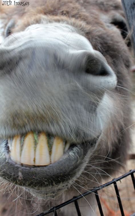 Log In Cute Donkey Laughing Animals Smiling Animals