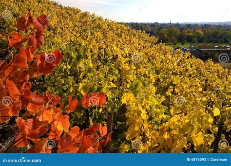 Autumn Vineyard Stock Photo Image Of Green Valley Region 6876092