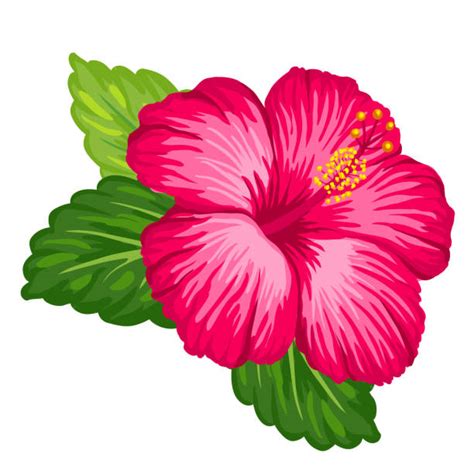 Best Hibiscus Flower Art Clip Art Illustrations Royalty Free Vector