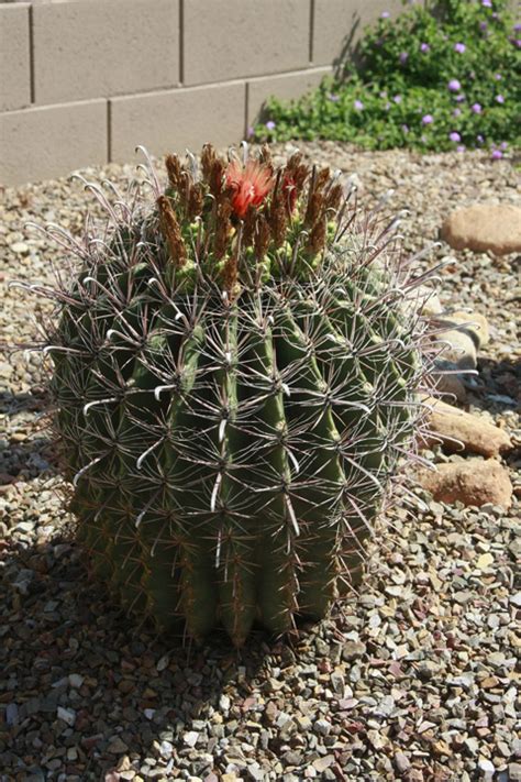 Get caught in the mesmerizing spiral of this iconic cactus. SB Plants | SaddleBrooke Master Gardeners