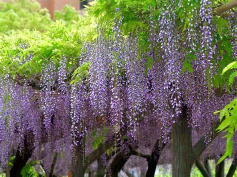 How To Grow And Care For Japanese Wisteria News Break In 2021