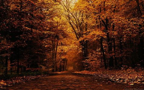 Mood Autumn Trees Park Wallpaper 2560x1600 148649 Wallpaperup