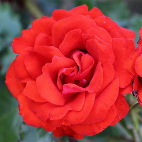 ローズ rose) is the president of macro cosmos and the chairman of the galar pokémon league. Rose 'Remembrance Standard' - Red Roses - Cowell's Garden ...