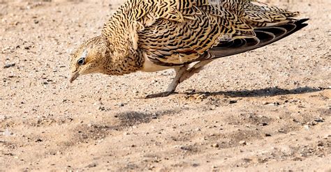 Black Bellied Sandgrouse On Brown Sand · Free Stock Photo