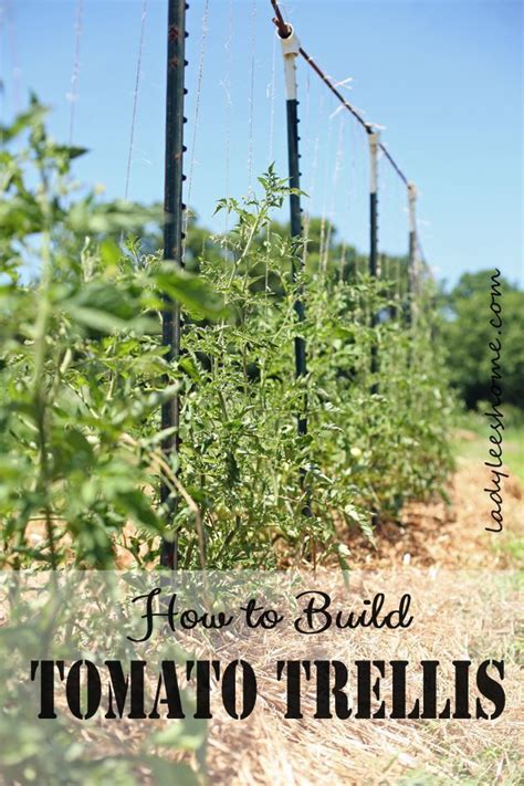 Building Tomato Trellis In The Field Using T Posts Pvc Ts Rebars And