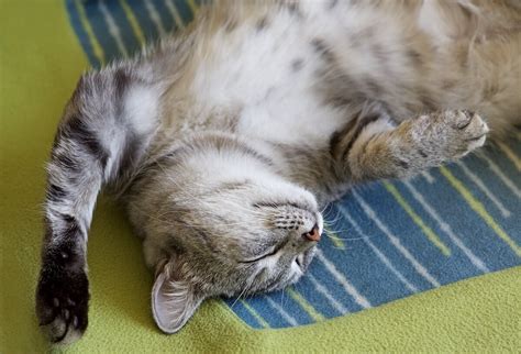 Calm Your Cat Down 7 Kitty Calming Tips For Your Anxious Cat