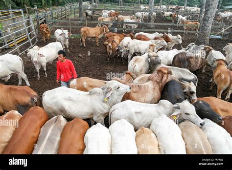 Toros Brahman Tener Un Palet Dentro De La Gama De Corrales De Engorde